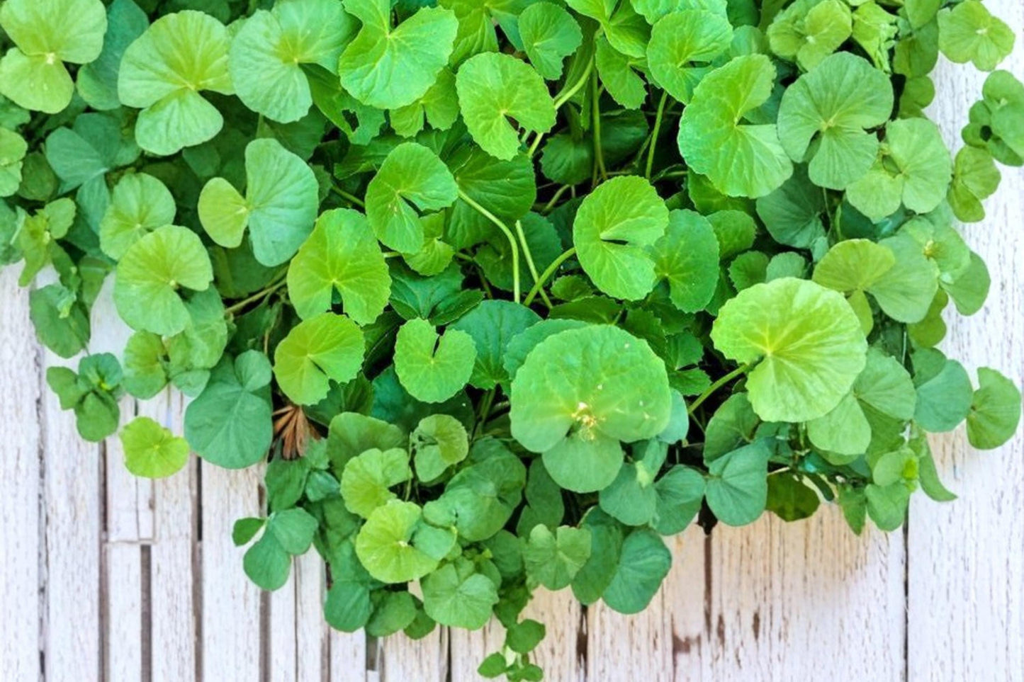 Gotu Kola Seeds 50 Count - Centella asiatica - Perennial Ground Cover Herb for Tropical Gardens