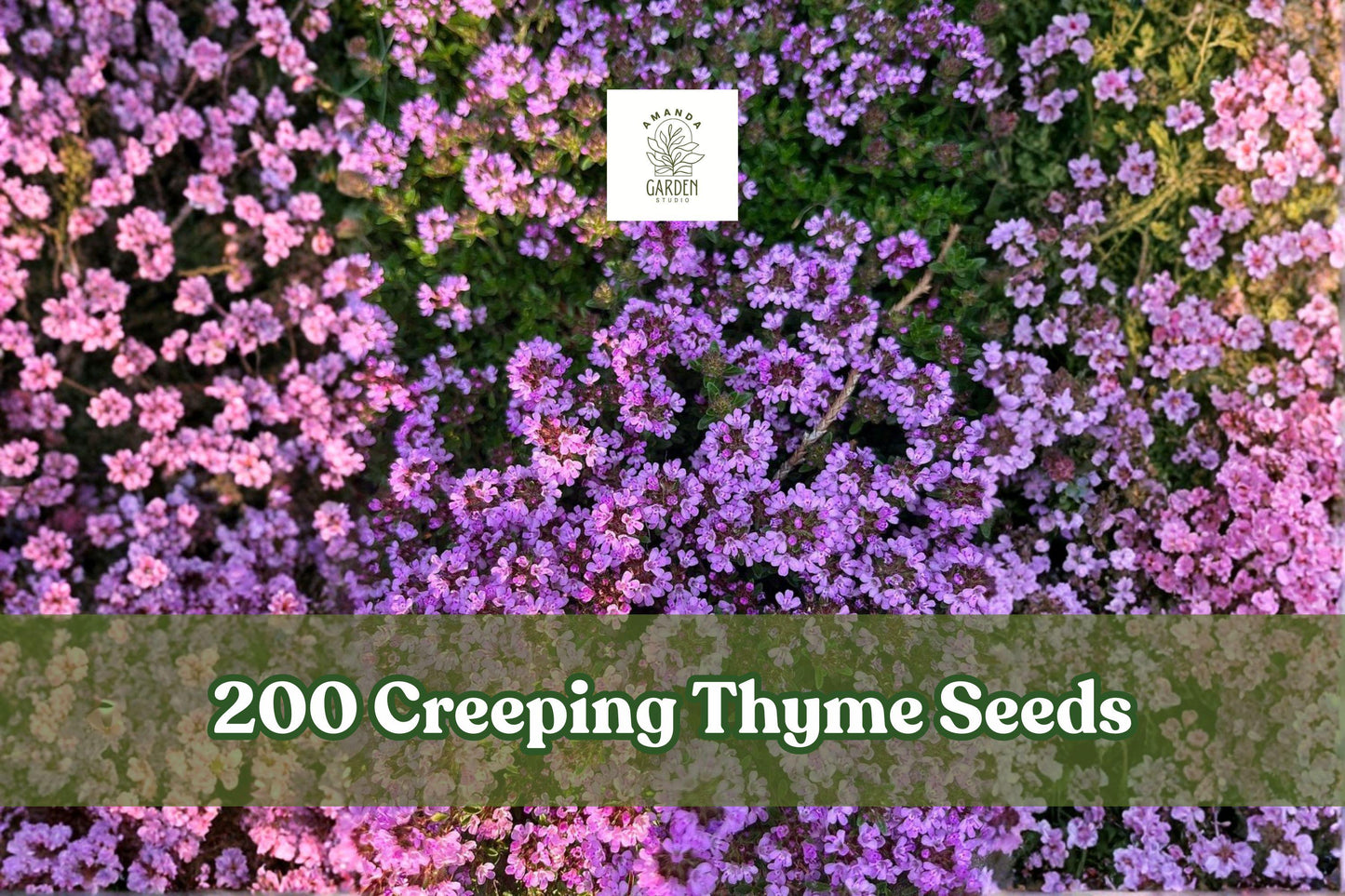 Creeping Thyme Seeds 200 Count | Purple Groundcover Herb | Thymus serpyllum | Perennial for Low-Water Garden, Pathways, Borders