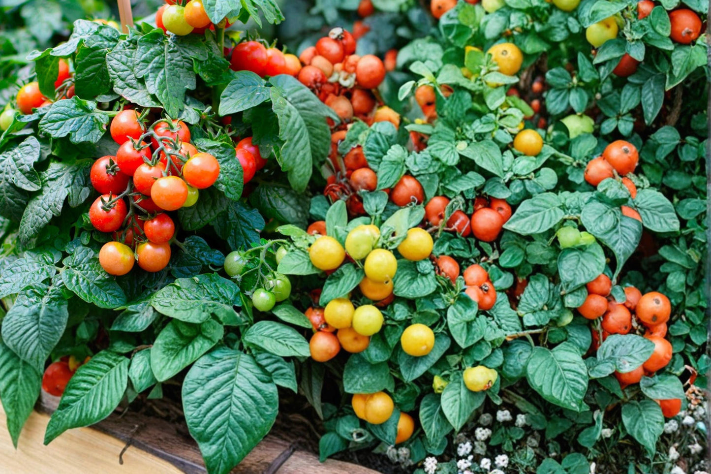 Tiny Tim Tomato Seeds - 100+ Seeds, Dwarf Cherry Variety, Solanum lycopersicum, Ideal for Containers and Small Gardens
