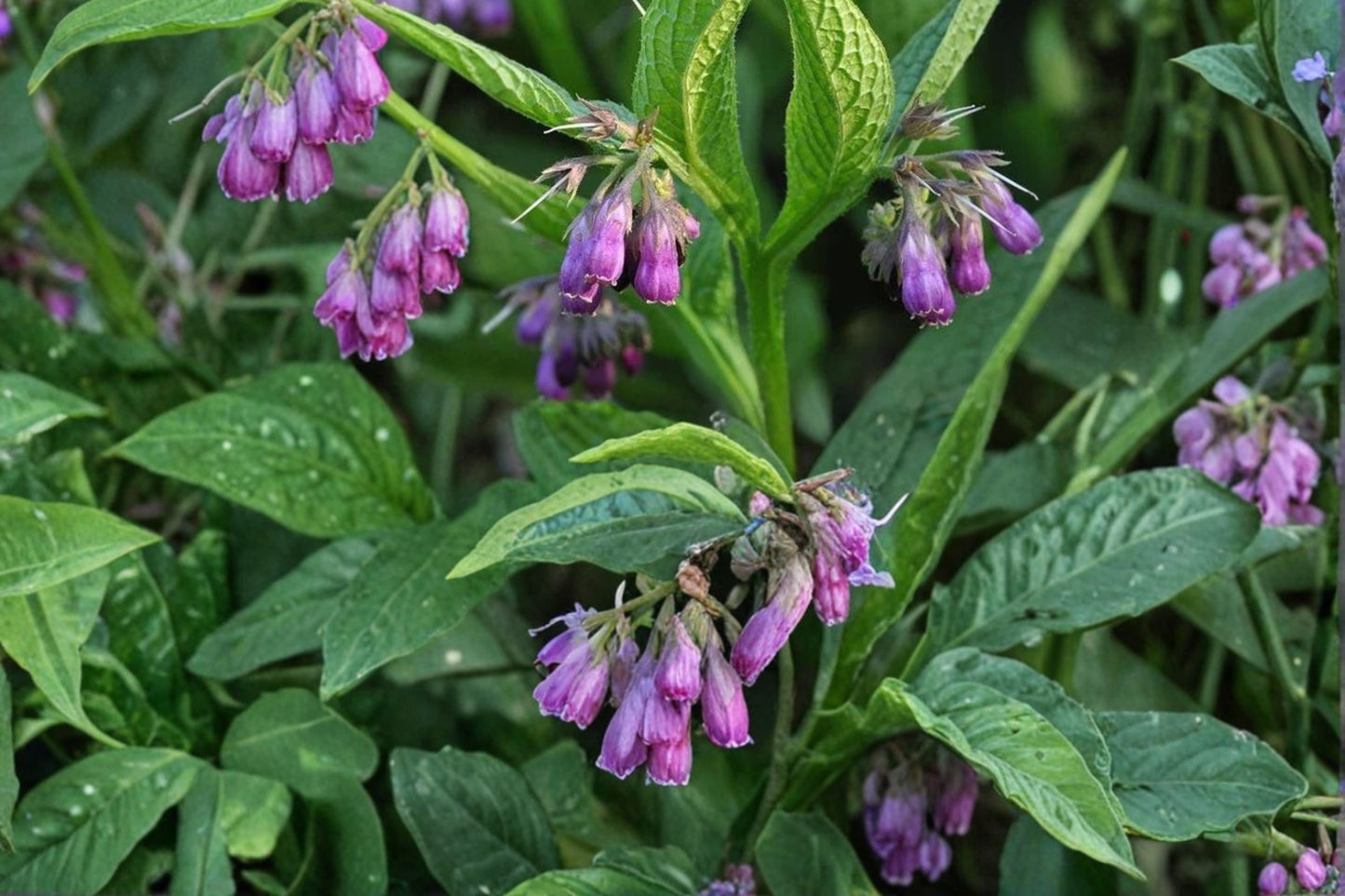 Bocking 14 Comfrey Cuttings - 3 Unrooted Root Cuttings - Symphytum × uplandicum - Perennial Herb for Outdoor Gardens