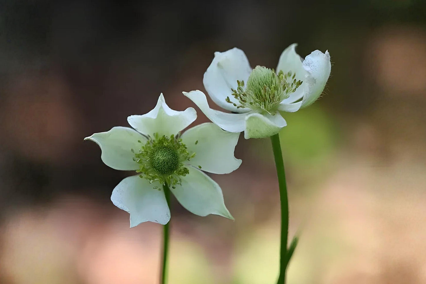 Thimbleweed Seeds (100) - Anemone cylindrica - Native Wildflower with Unique Seed Heads and White Blooms for Pollinator Gardens
