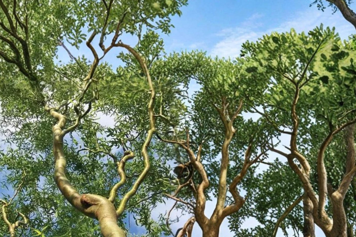 Corkscrew Willow Cuttings - 8 Unrooted Salix matsudana for Planting - Curly Branch Ornamental Tree, Fast Growing, Landscape Plant
