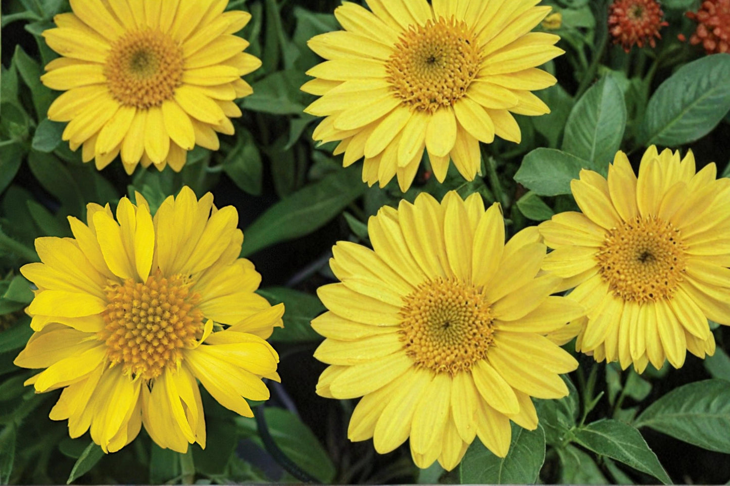 Yellow Blanket Flower Seeds - 25 Gaillardia aristata, Bright Yellow Perennial Wildflower for Prairies & Borders, Drought Tolerant