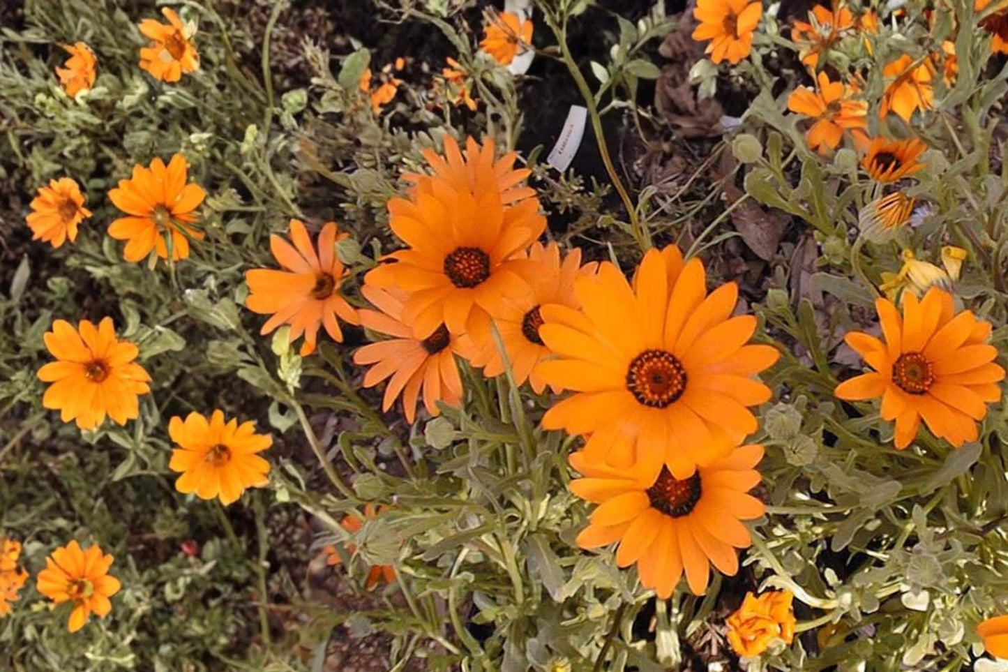 African Daisy Seeds 50 Count - Dimorphotheca sinuata - Orange to Yellow Annual Flower for Containers & Borders