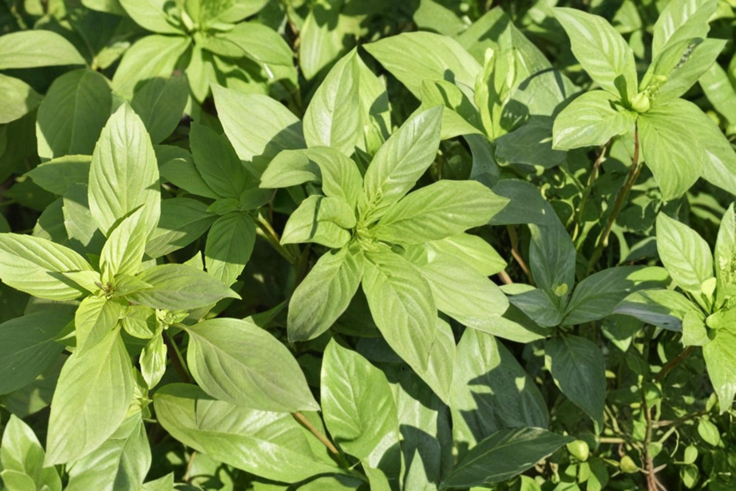 Lemon Basil Seeds - 75 Count - Aromatic Culinary Herb - Ocimum basilicum - Green Leaves with Citrus Fragrance