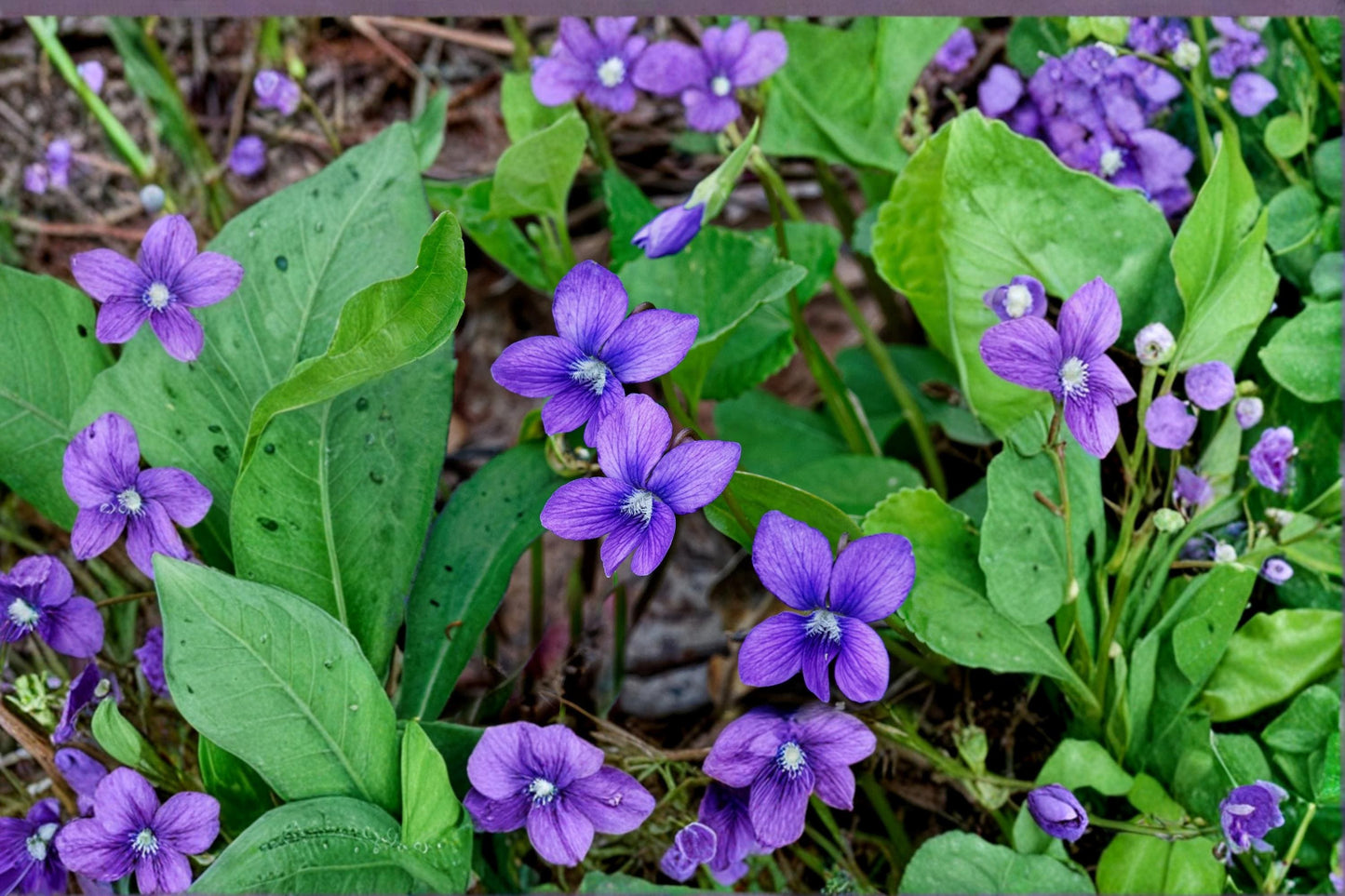 Common Blue Violet Seeds - 25 Seeds Viola sororia - Blue Purple Flowers, Heart-Shaped Leaves, Shade Garden Perennial