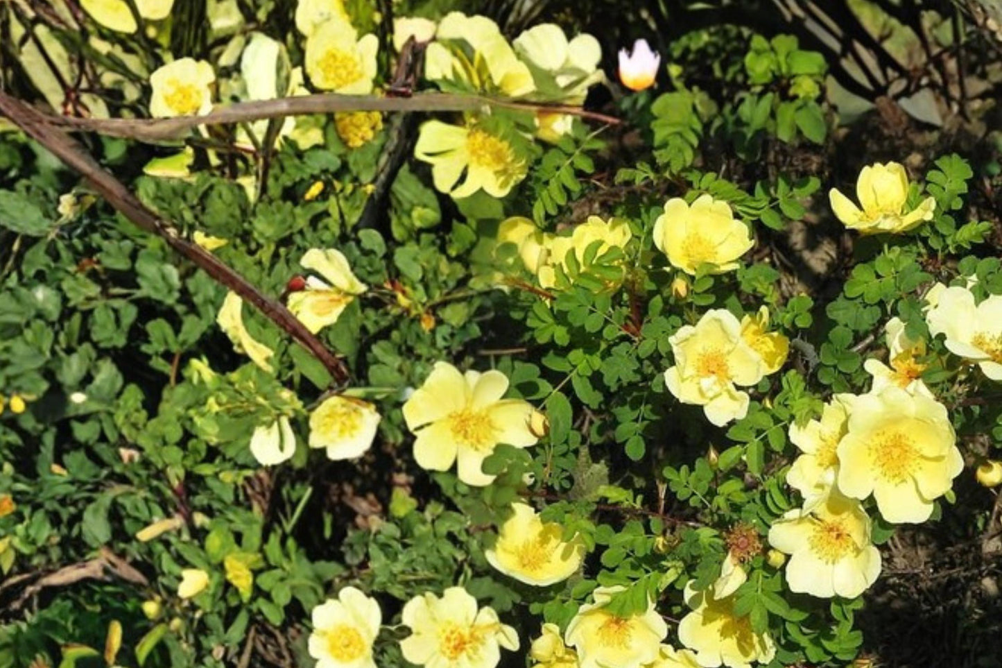 Manchu Rose Seeds - 10 Pack - Bright Yellow Flowers - Rosa xanthina - Deciduous Shrub for Borders and Hedges