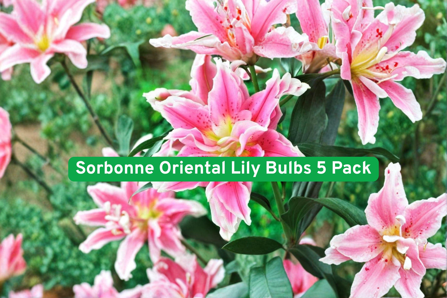 Sorbonne Oriental Lily Bulbs 5 Pack | Pink & White Flowers | Lilium orientalis | Fragrant Garden Planting