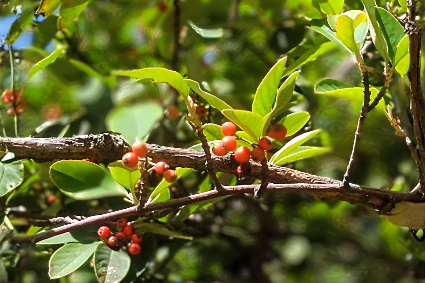 Possumhaw Holly Seeds | 10 Red Berry Native Seeds | Ilex decidua | Ideal for Wildlife and Naturalized Landscapes