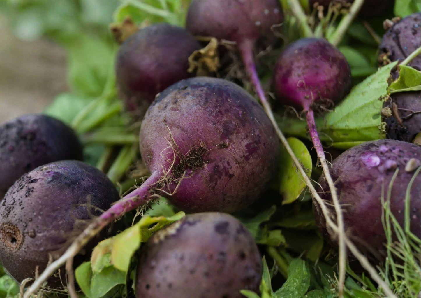 Purple Plum Radish Seeds - 300+ Non-GMO Heirloom Vegetable Seeds for Garden - Crisp Mild Flavor - Easy to Grow