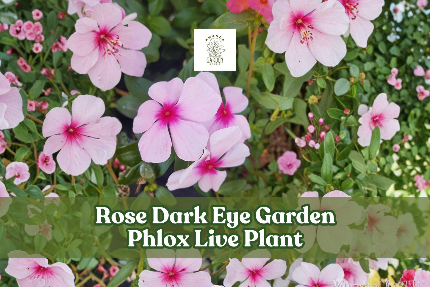 Rose Dark Eye Garden Phlox Live Plant Starter - Pink Perennial Flower, Phlox paniculata, Upright, Cottage Garden, Pollinator Friendly