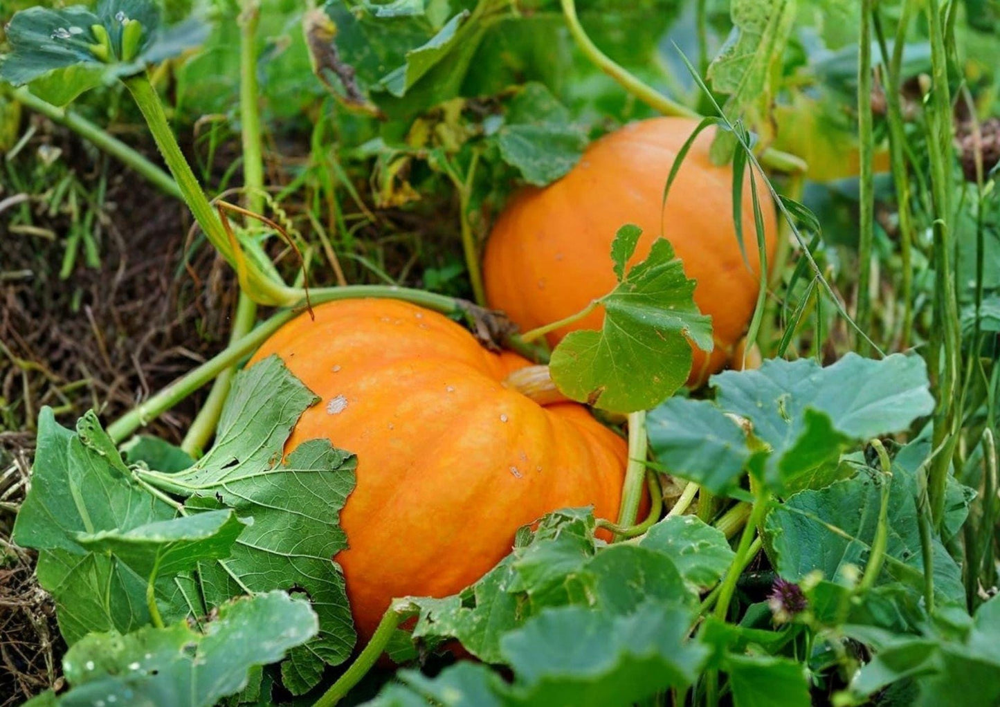 Big Max Pumpkin Seeds - 10+ Giant Heirloom Non-GMO Seeds for Garden Planting - Huge Orange Pumpkins (Cucurbita maxima)