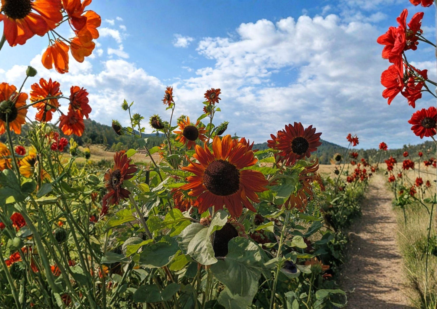 Red Sun Sunflower Seeds - 50+ Heirloom Non-GMO Deep Red Blooms for Garden Planting - Ornamental Cut Flower Pollinator Variety