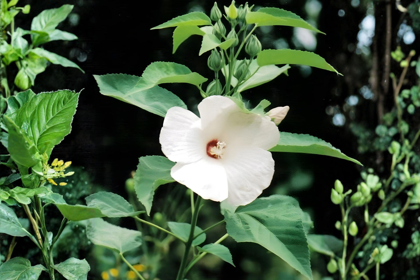Woolly Rose Mallow Seeds (25) - Native Hibiscus, Soft Pink to White Blooms, Hibiscus lasiocarpos, Pollinator Friendly