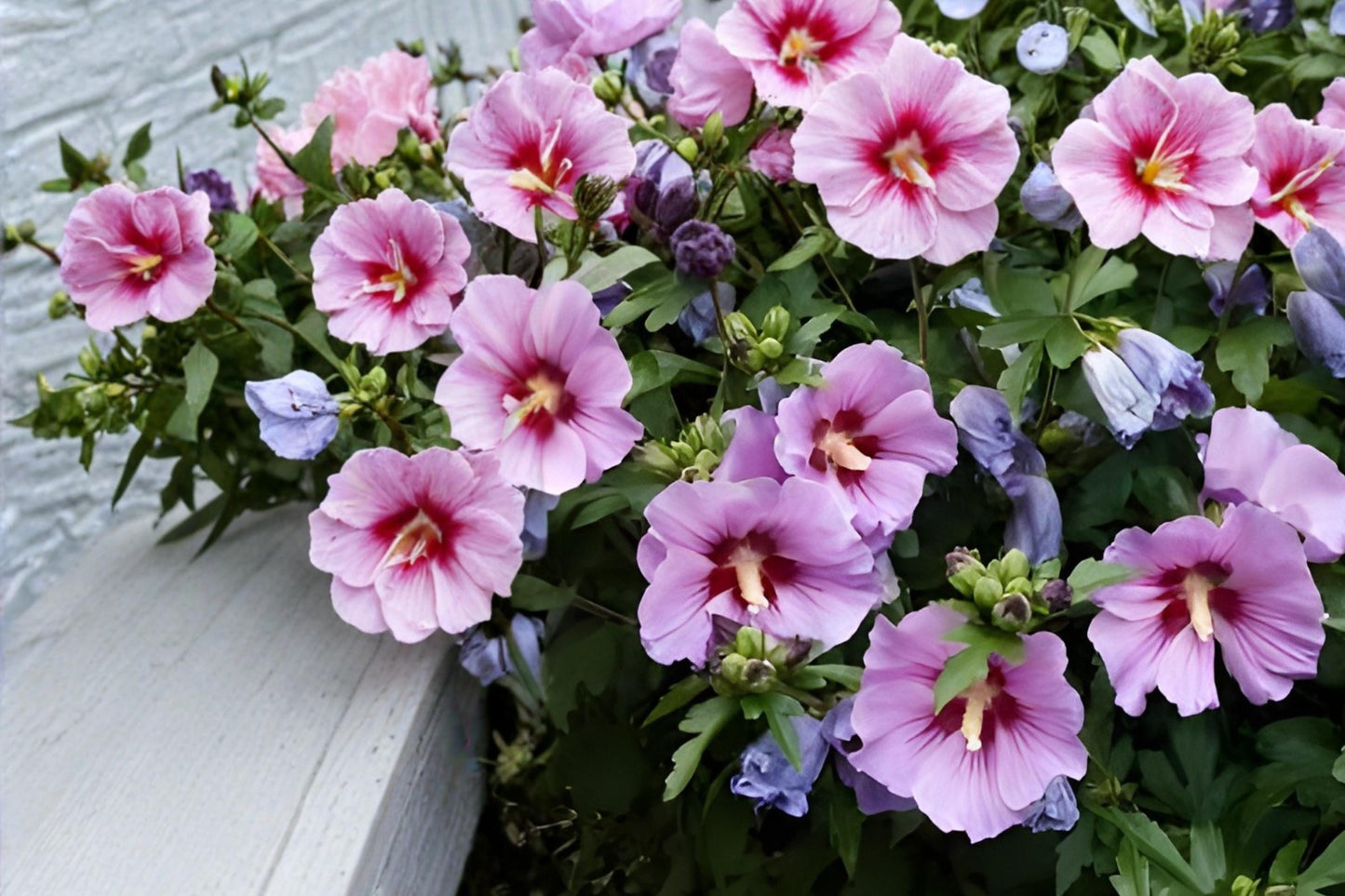 Hibiscus Seeds - 10 Rose of Sharon Seeds, Pink Purple White Blooms, Hibiscus syriacus for Hedges & Borders