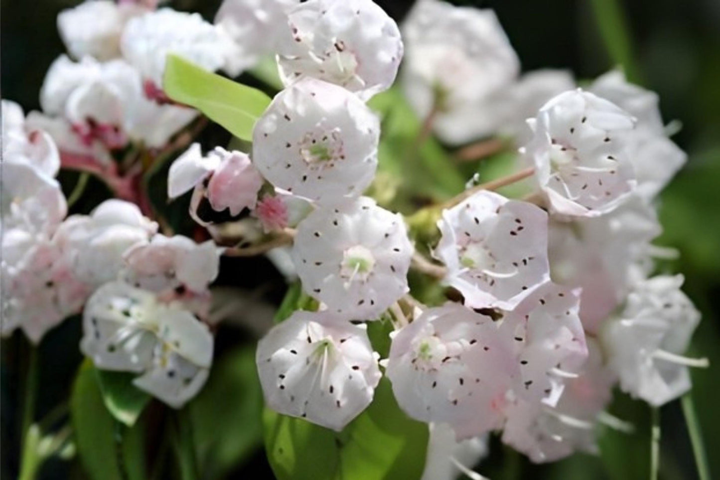 Mountain Laurel Seeds (100) - Kalmia latifolia - Native Evergreen Shrub with Pink to White Flowers for Woodland Gardens