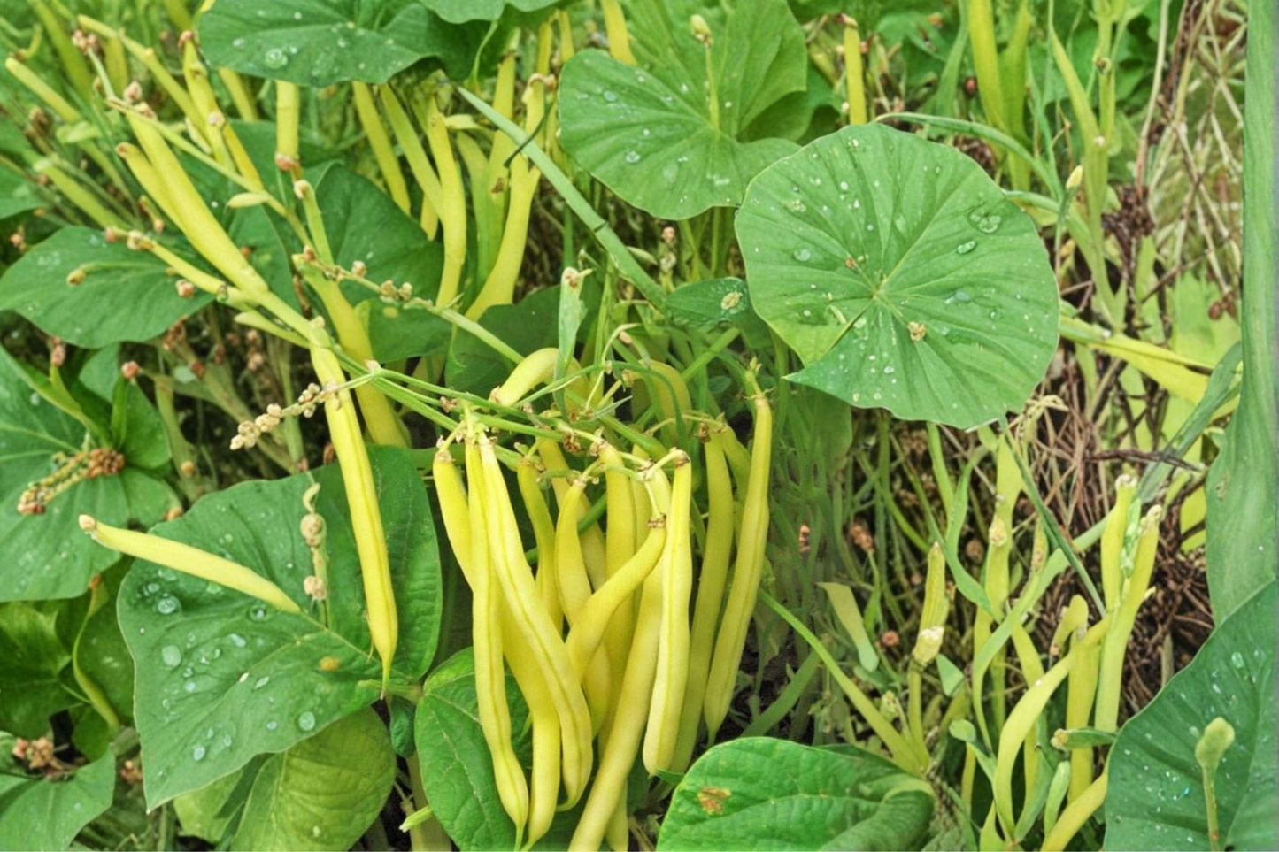Golden Wax Bean Seeds 50+ Pack, Heirloom Phaseolus vulgaris, Yellow Pod Vegetable for Home Garden, Compact Growth