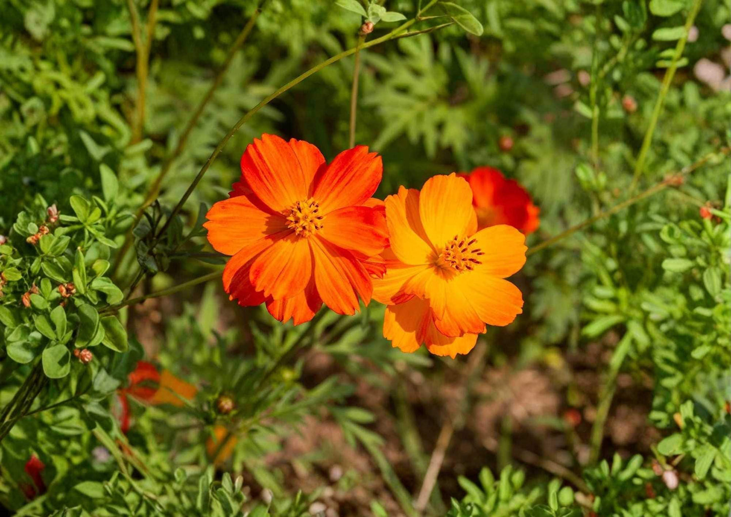 Bright Lights Sulphur Cosmos Seeds - 100+ Non-GMO Flower Seeds for Garden Planting - Orange Yellow Blooms - Pollinator Friendly