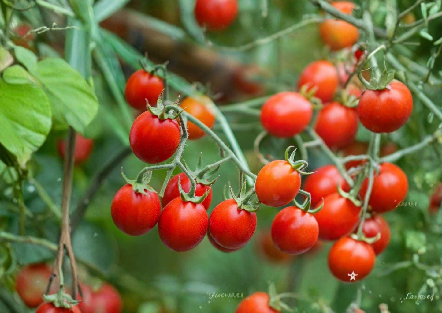 Sweet Cherry Tomato Seeds - 10+ Heirloom Non-GMO Rare Vegetable Seeds, Extra Sweet Flavor, High Yield - Perfect for Garden Planting