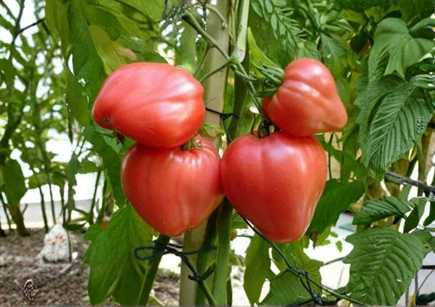 Anna Russian Tomato Seeds - 30+ Heirloom Non-GMO Rare Pink Heart-Shaped Vegetable Seeds for Garden Planting - Sweet Flavor