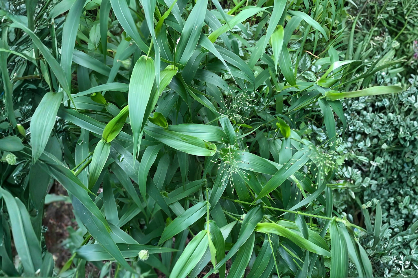 Deertongue Grass Seeds (100) | Native Warm-Season Grass | Panicum clandestinum ‘Tioga’ | Ideal for Erosion Control & Wildlife Habitat