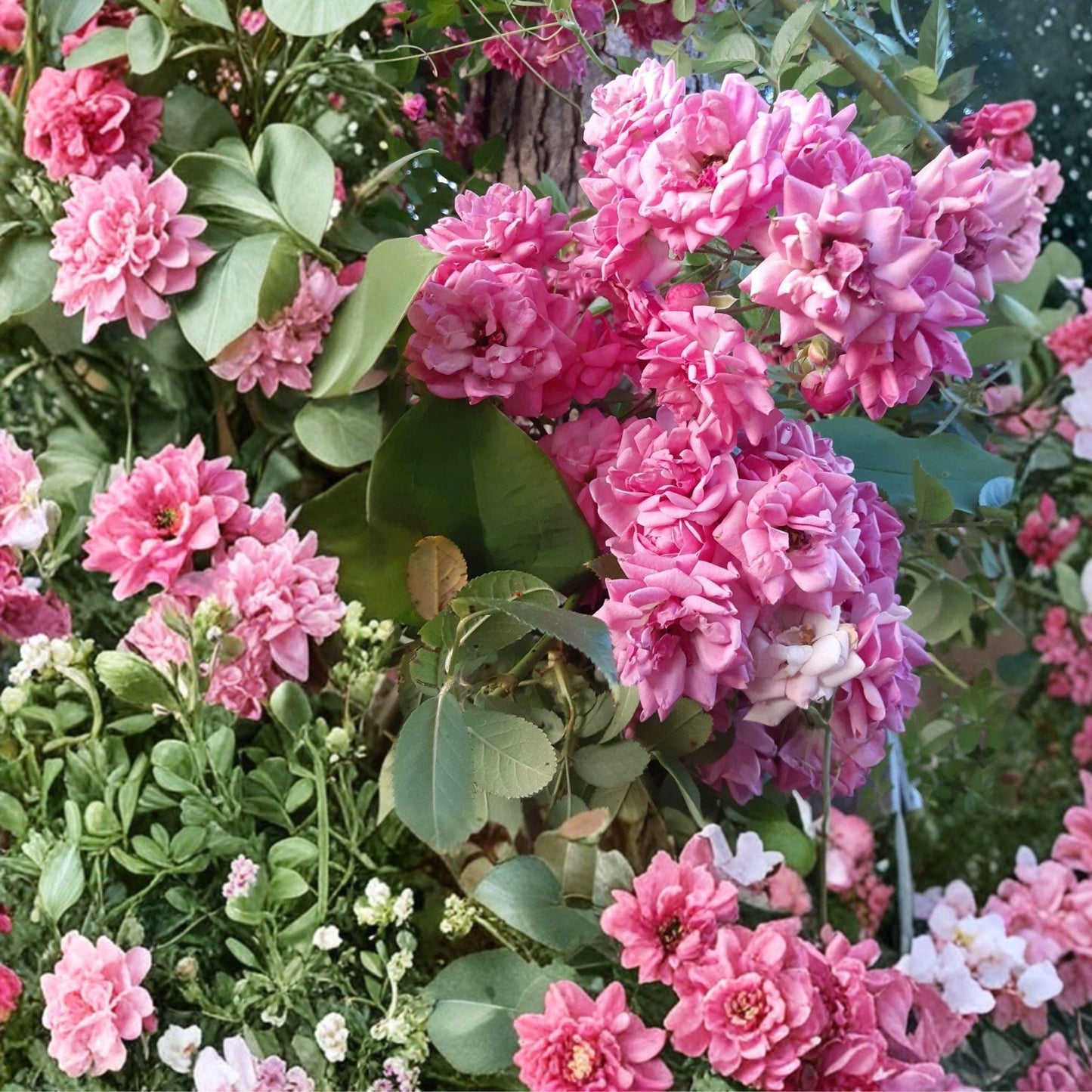 French Climbing Rose Cuttings, 4 Unrooted Stems, Ornamental Vine Plant, Rosa spp. - Ideal for Trellises and Vertical Gardens