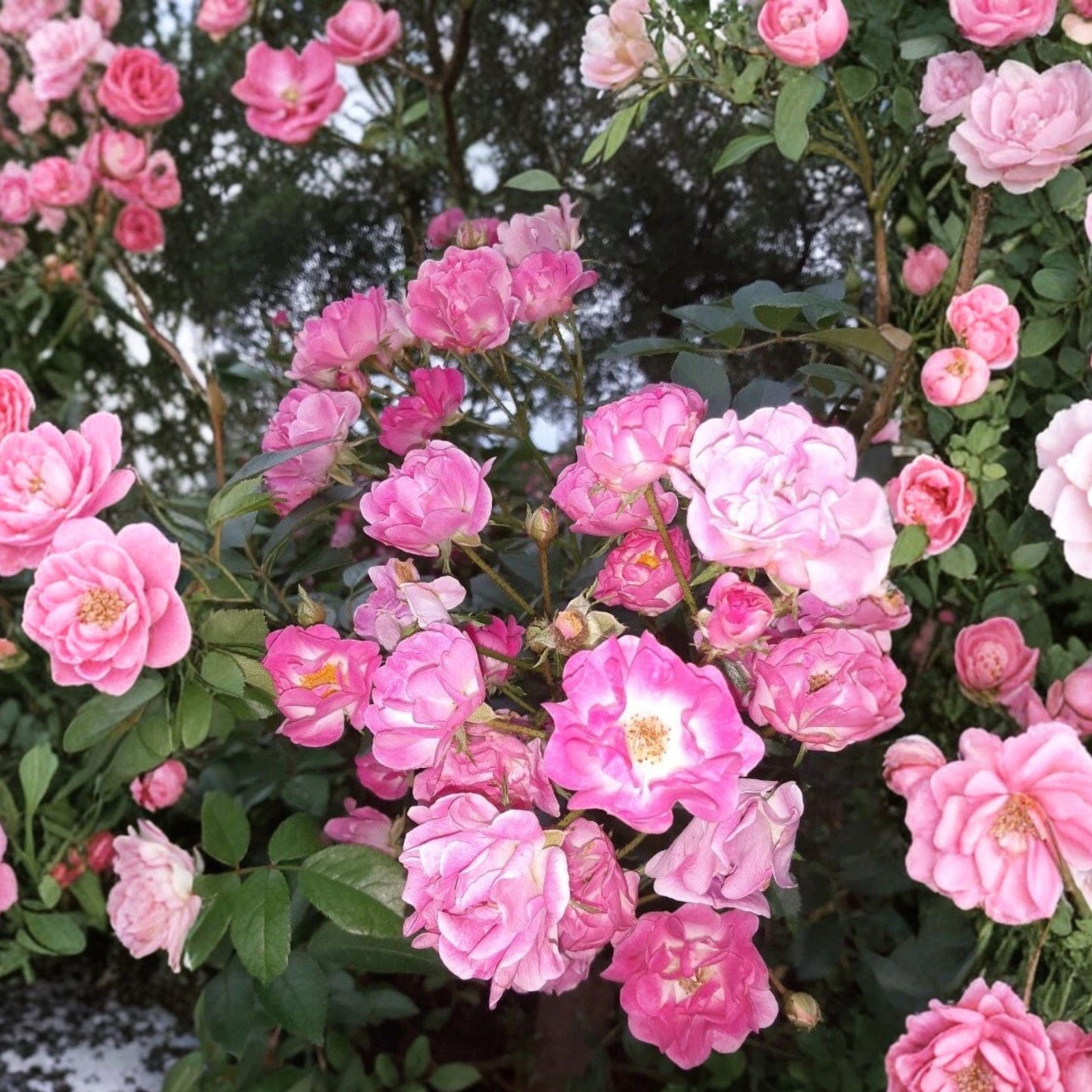 Pink Rose Cuttings - 4 Unrooted Stems - Rosa ‘Madame Norbert Levavasseur’ - Polyantha Garden Shrub - Ornamental Plant
