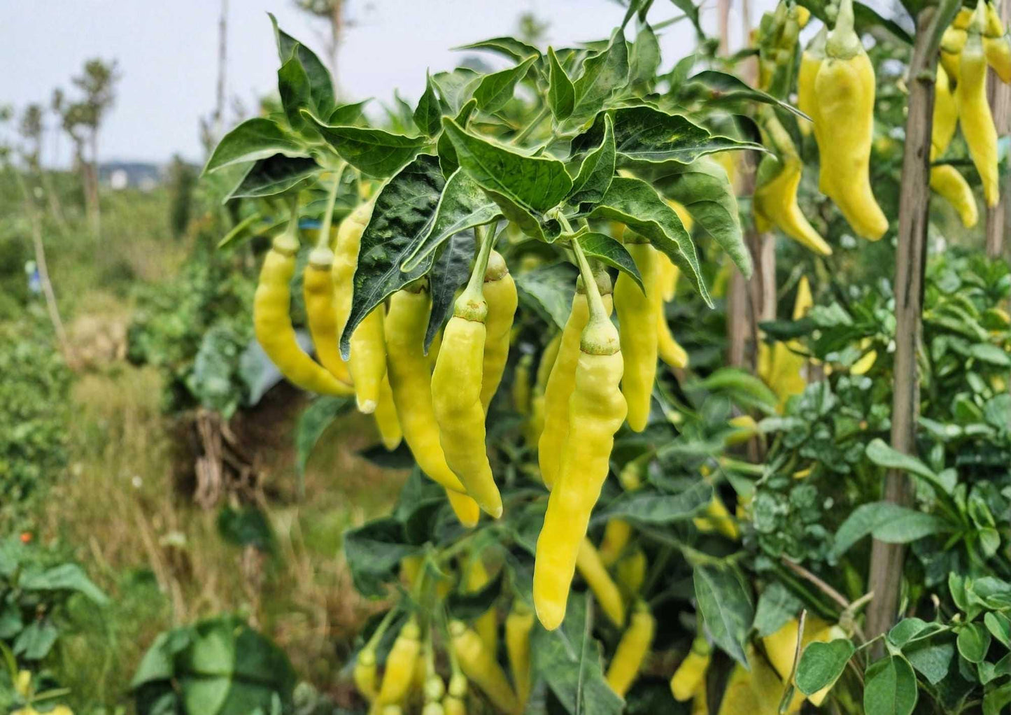 Golden Cayenne Pepper Seeds - 50+ Heirloom Non-GMO Hot Chili Seeds - Capsicum annuum - High Heat 30,000-50,000 Scoville