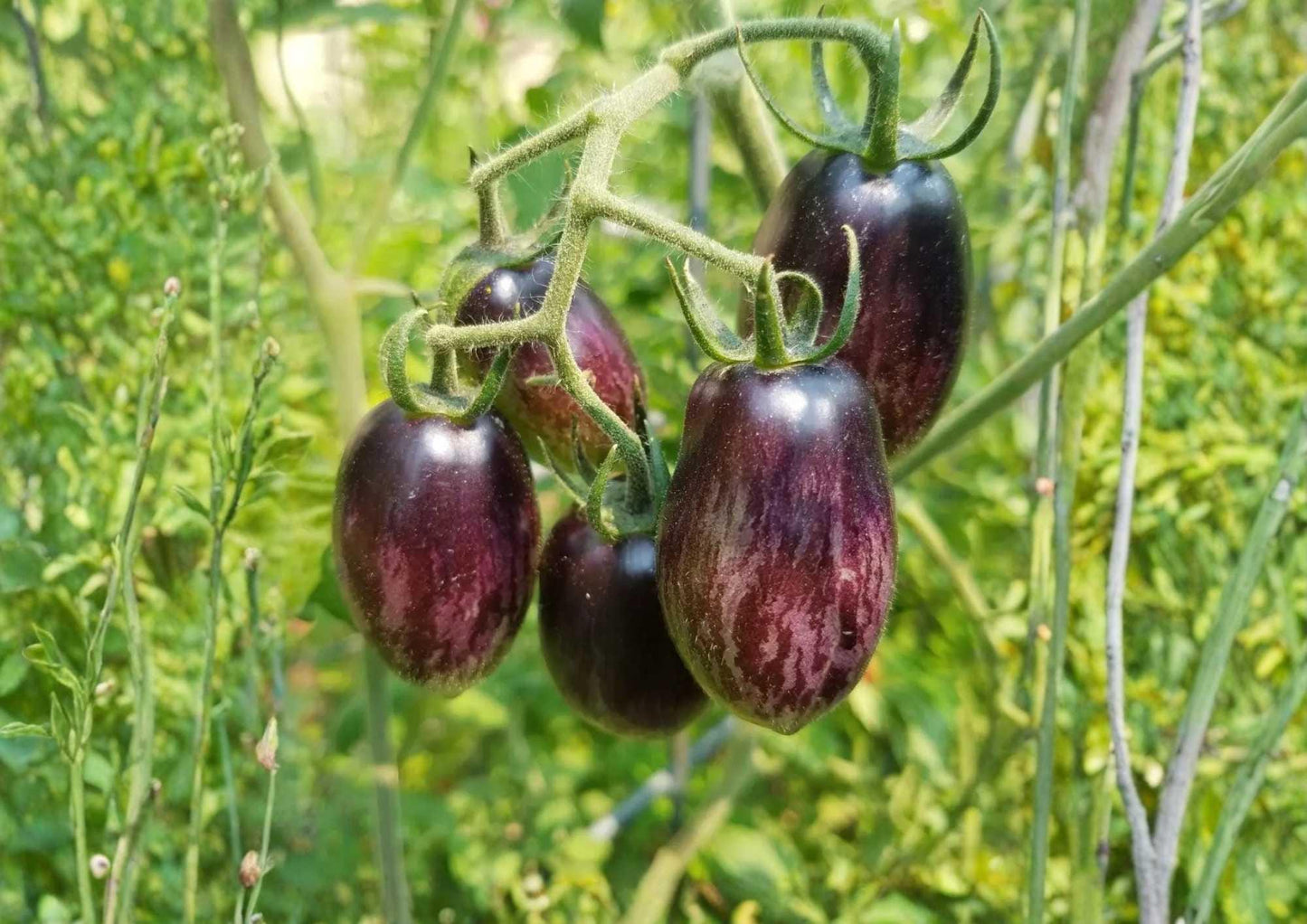 Brad's Atomic Grape Tomato Seeds - 120+ Rare Heirloom Seeds for Garden Planting - Colorful Sweet Cherry Tomatoes - High Yield