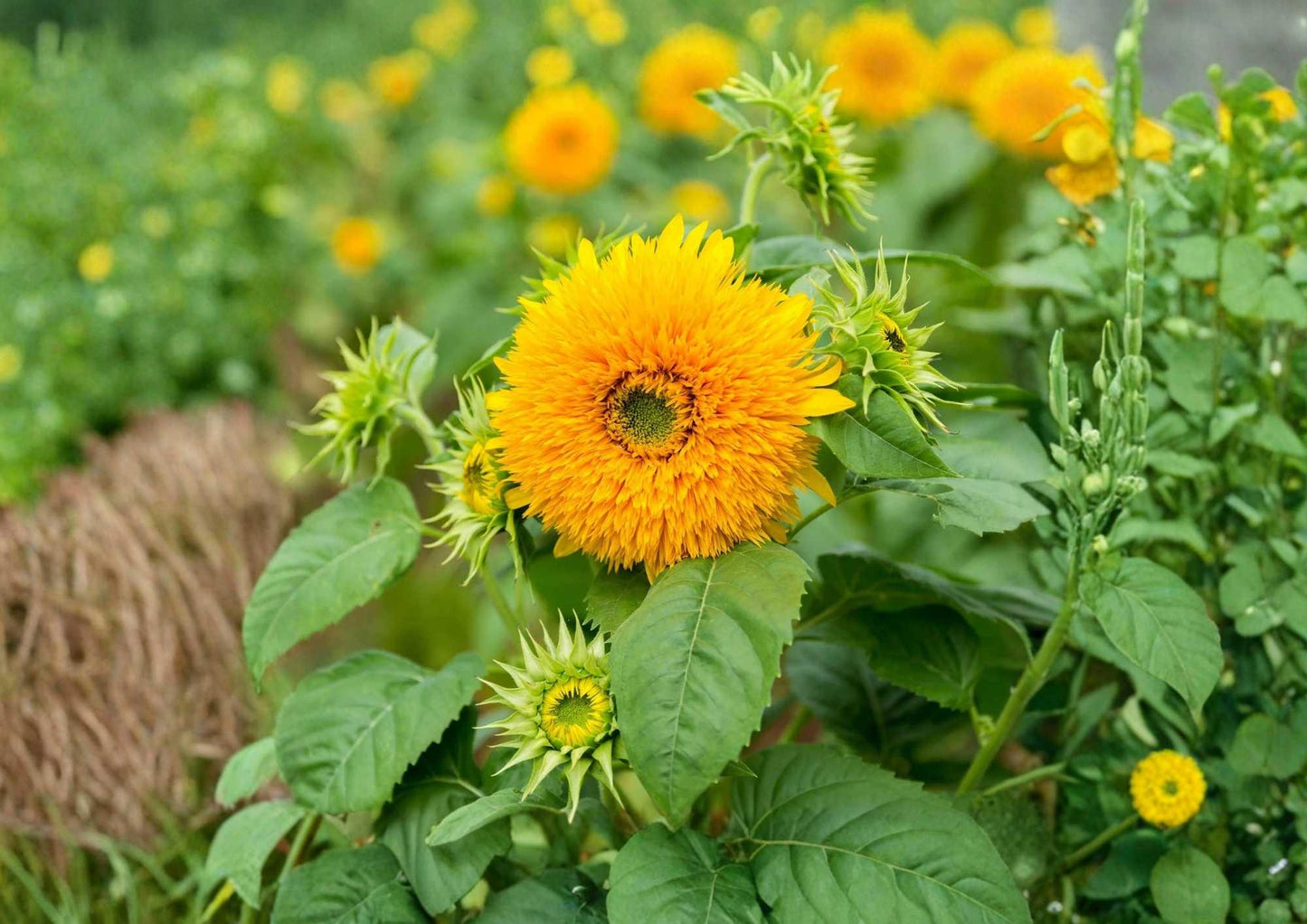 Giant Teddy Bear Sunflower Seeds - 25+ Heirloom Non-GMO Flower Seeds for Garden Planting - Large Fluffy Yellow Blooms