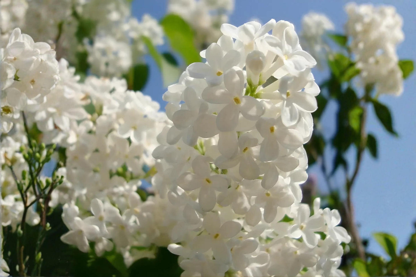 Japanese Tree Lilac Seeds - 10 Fragrant Syringa amurensis japonica - Elegant Ornamental Tree for Summer Blooms