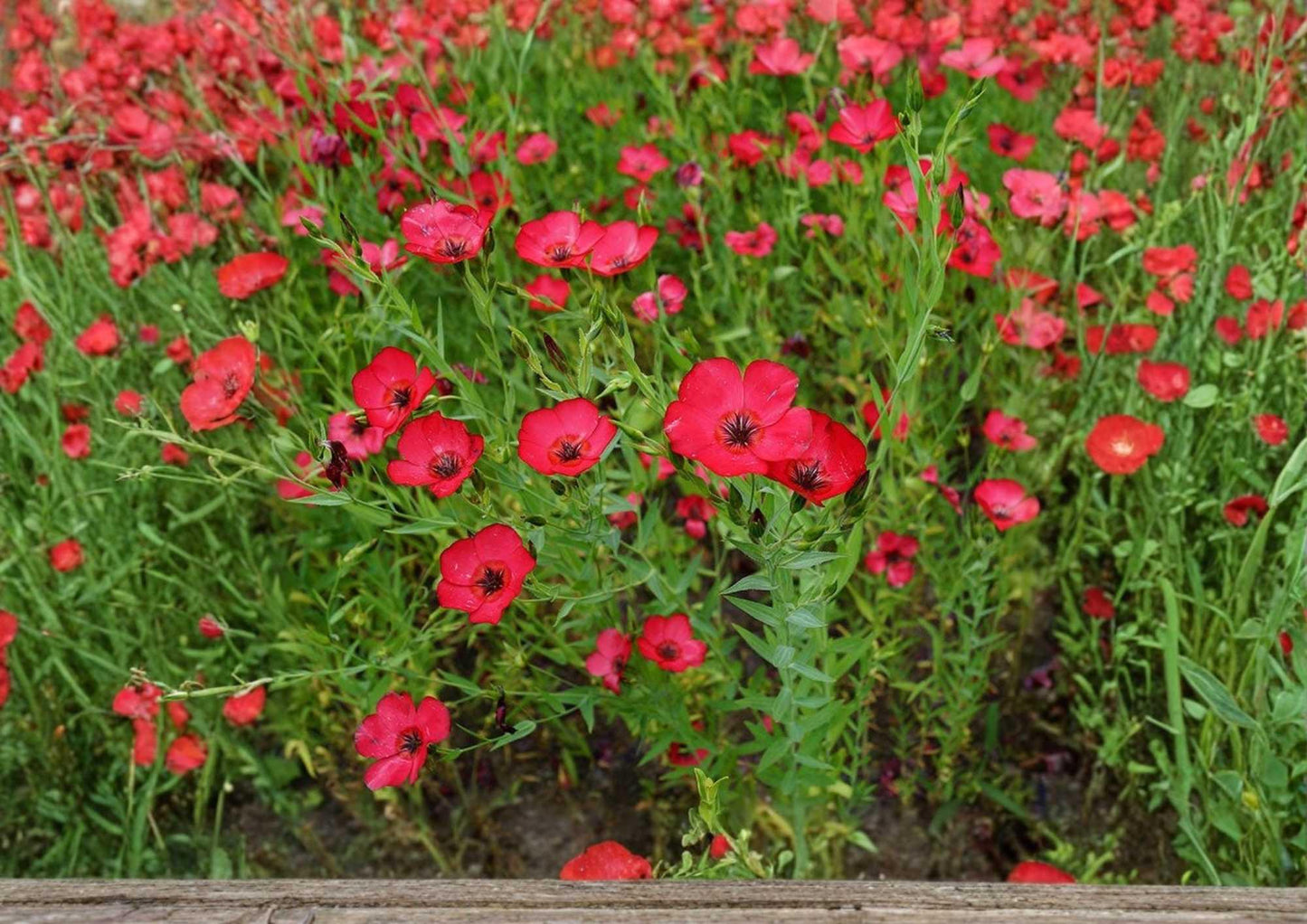 Scarlet Flax Seeds - 200+ Flower Seeds for Garden Planting, Bright Red Wildflower, Ornamental Pollinator Friendly, Linum usitatissimum