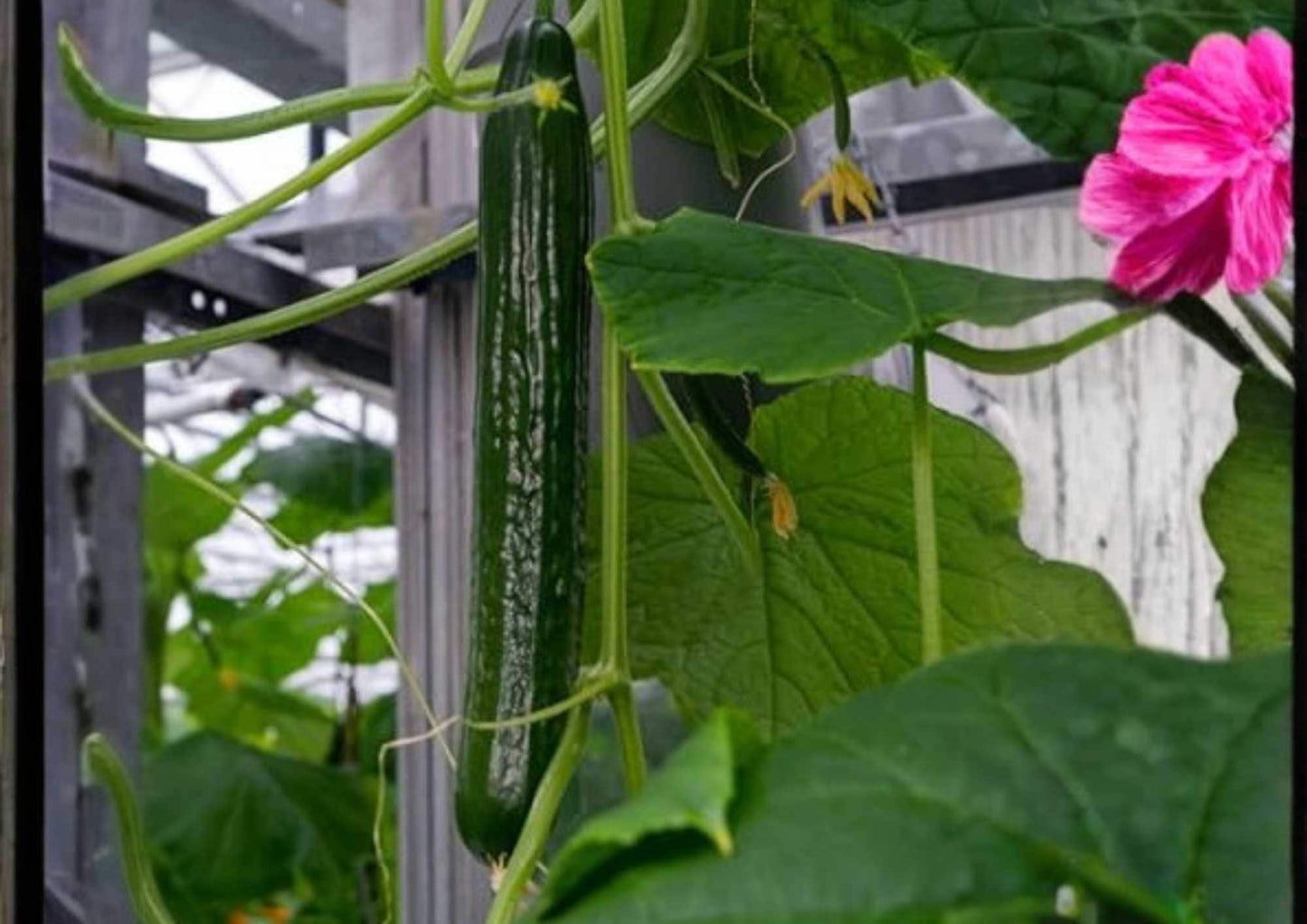 50+ Heirloom Cucumber Seeds Non-GMO Vegetable Seeds for Garden Planting, Early Maturing Crisp Salad Cucumbers - Easy to Grow
