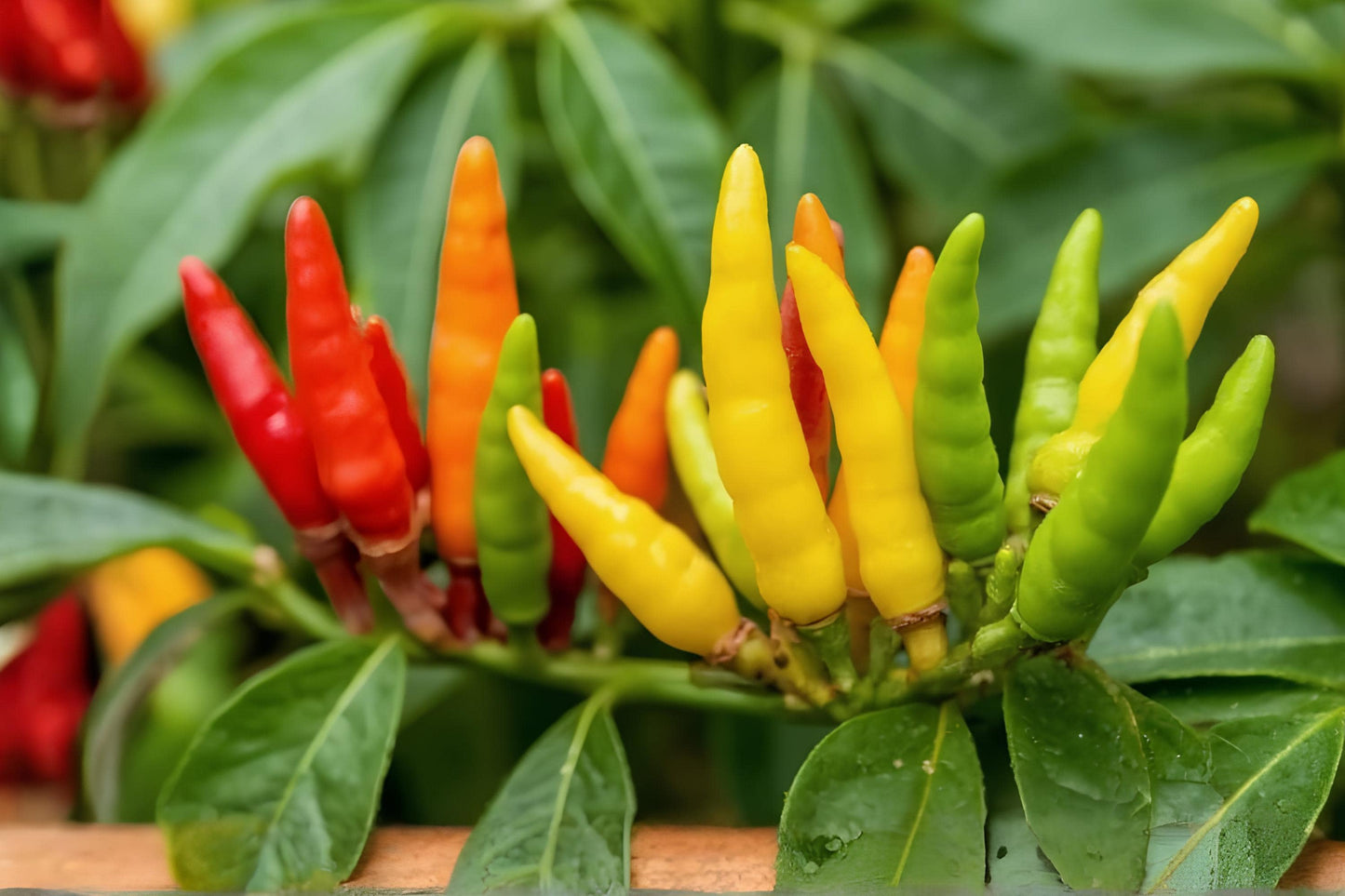 Tabasco Pepper Seeds (25) | Hot Chili Variety | Capsicum frutescens | Perfect for Sauces & Spicy Dishes