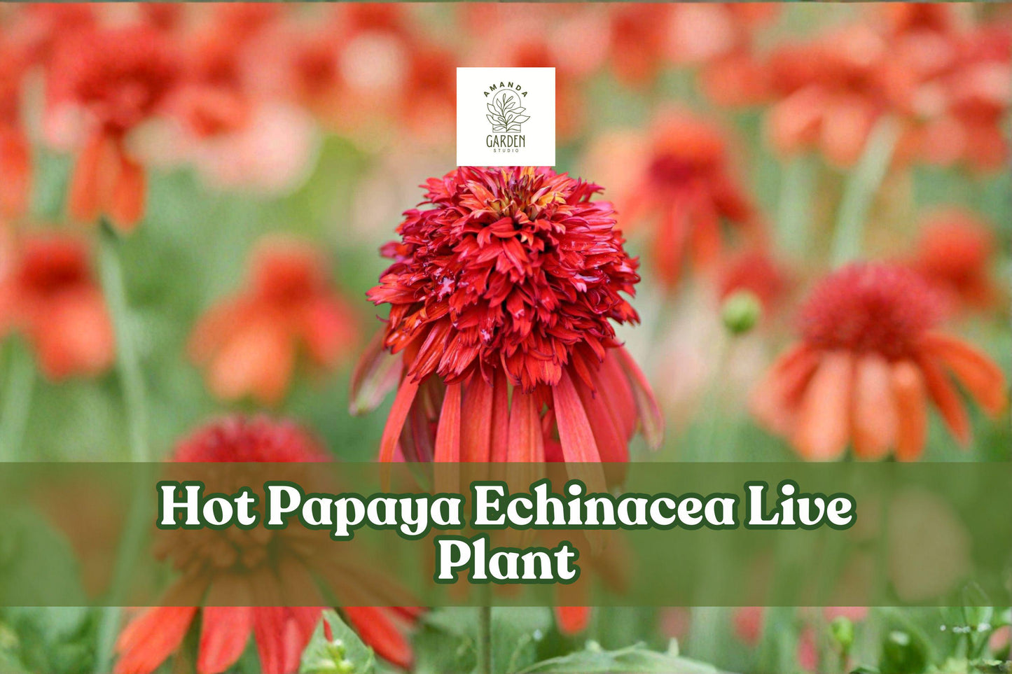 Hot Papaya Echinacea Live Plant Starter - Orange Coneflower (Echinacea E. purpurea hybrid) in 2.25" Container for Pollinator Gardens