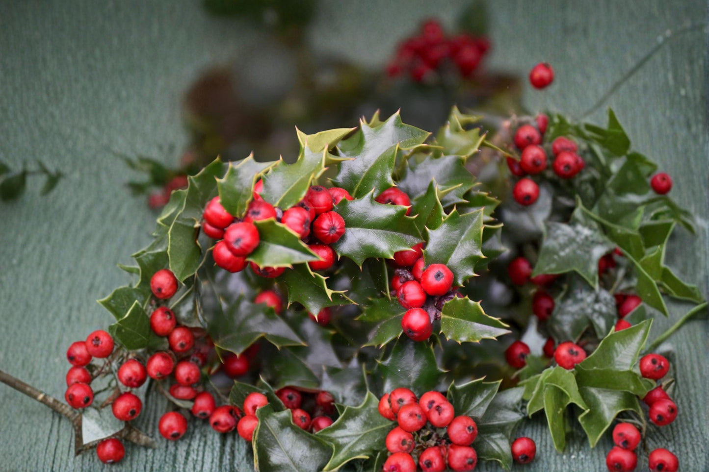 English Holly Cuttings 3 Pack Red Beauty Ilex aquifolium Evergreen Shrub for Propagation Garden Landscaping
