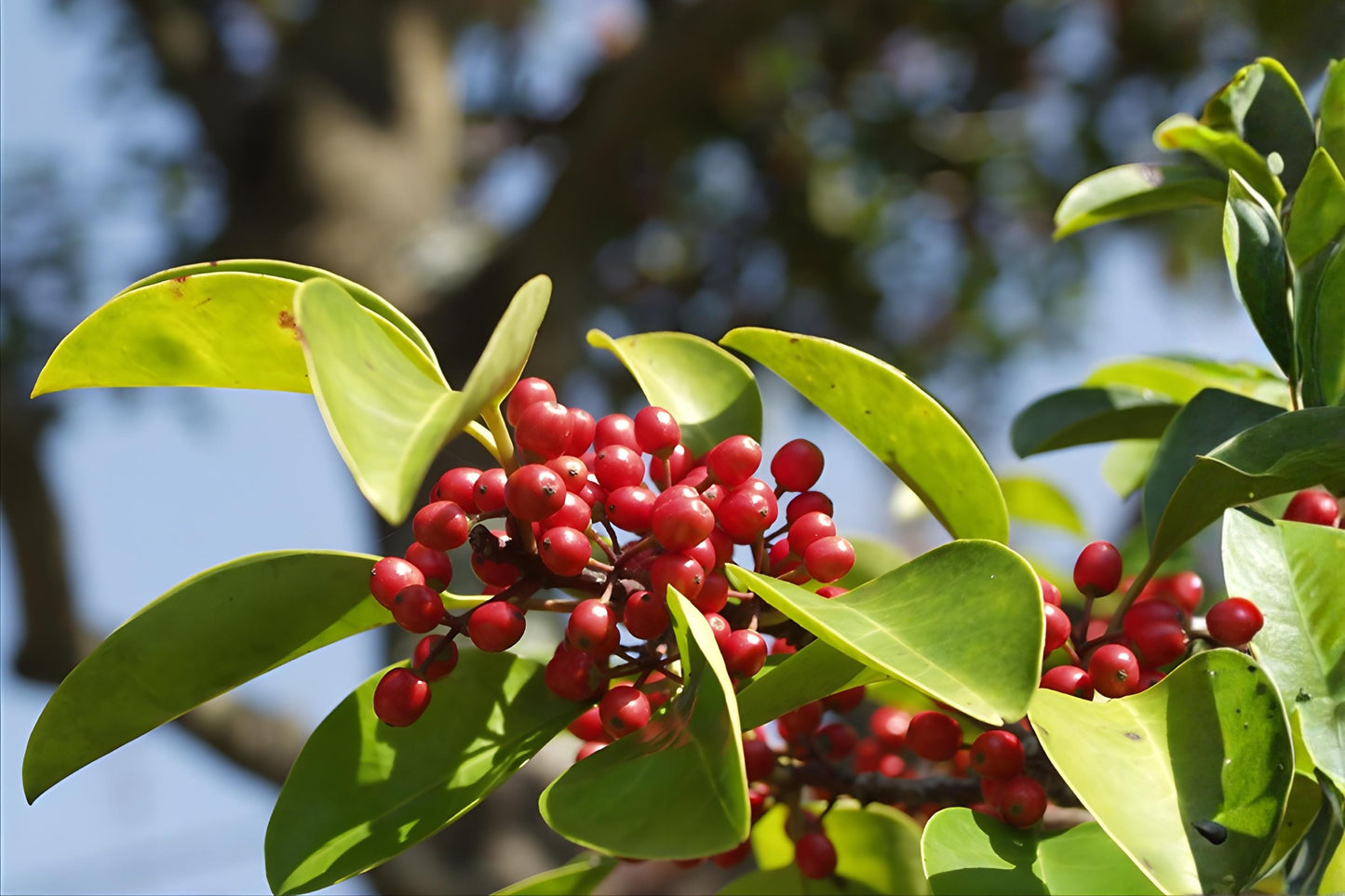 Kurogane Holly Seeds (25) | Ilex rotunda | Evergreen Ornamental Tree with Glossy Leaves & Red Berries