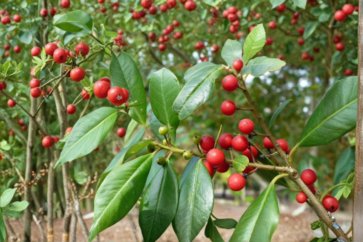 Deciduous Holly Seeds - 10 Seeds Ilex decidua - Red Berry Shrub for Wildlife, Ornamental Use, Full Sun to Partial Shade