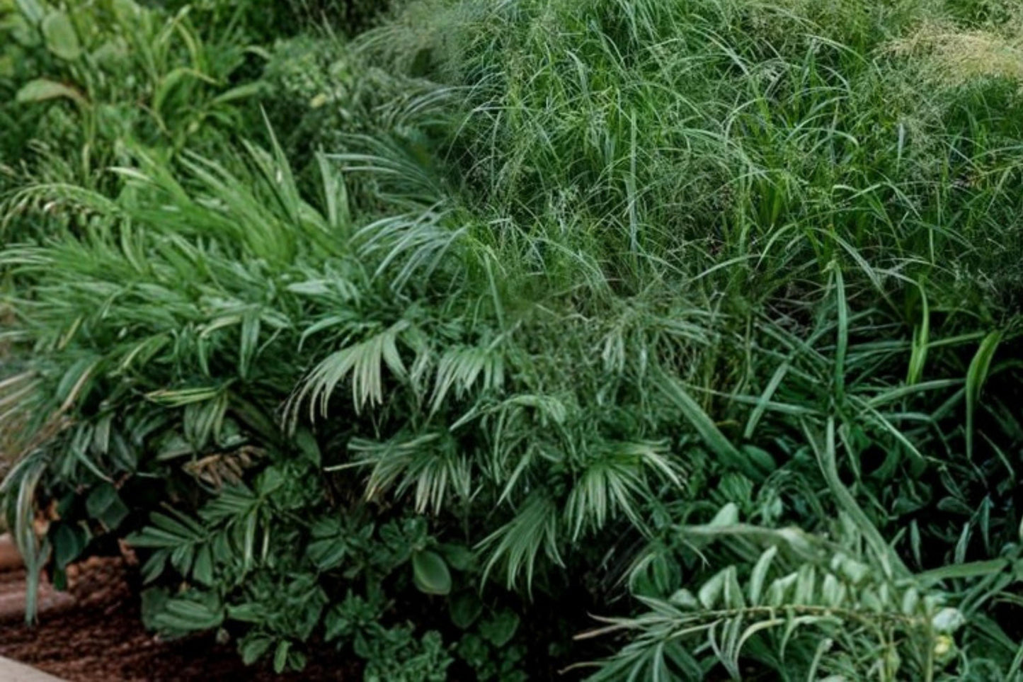 Rough Bluegrass Seeds - 100 Seeds - Poa trivialis - Cool-Season Perennial Grass for Shade Lawns and Ground Cover