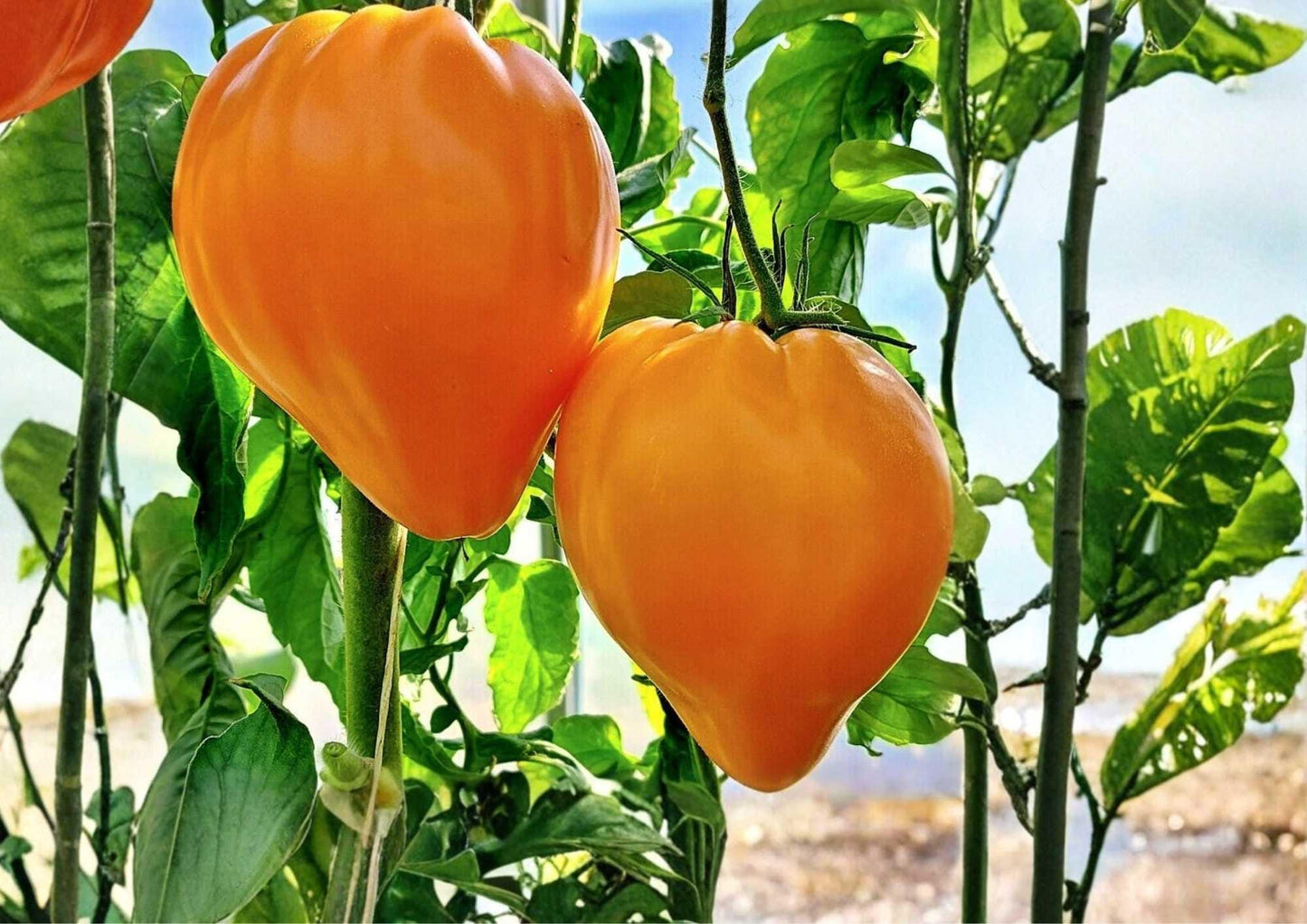 Orange Oxheart Tomato Seeds - 30+ Heirloom Non-GMO Rare Vegetable Seeds for Garden Planting (Solanum lycopersicum)