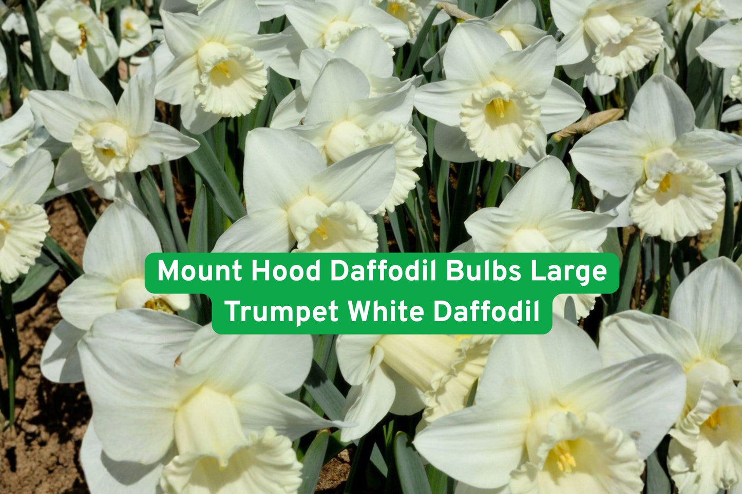 Mount Hood Daffodil Bulbs - Large Trumpet White Flowers - Narcissus spp. - 5 Premium Bulbs for Spring Gardens and Borders