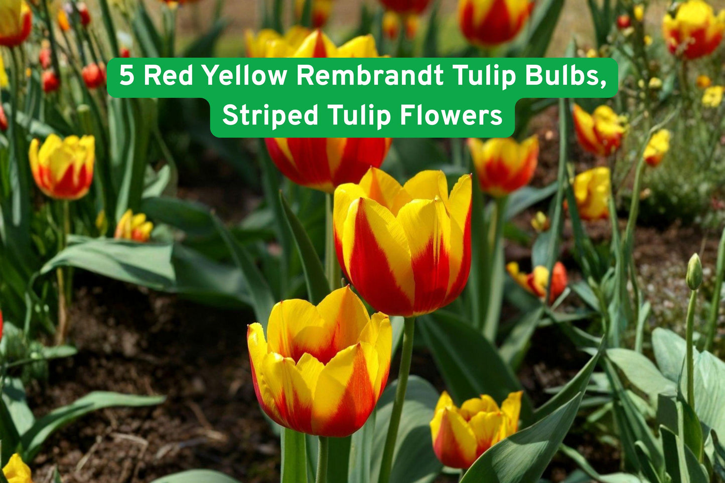 5 Rembrandt Tulip Bulbs, Striped Red & Yellow Flowers, Tulipa spp. - Vibrant Spring Blooms for Garden Beds and Containers