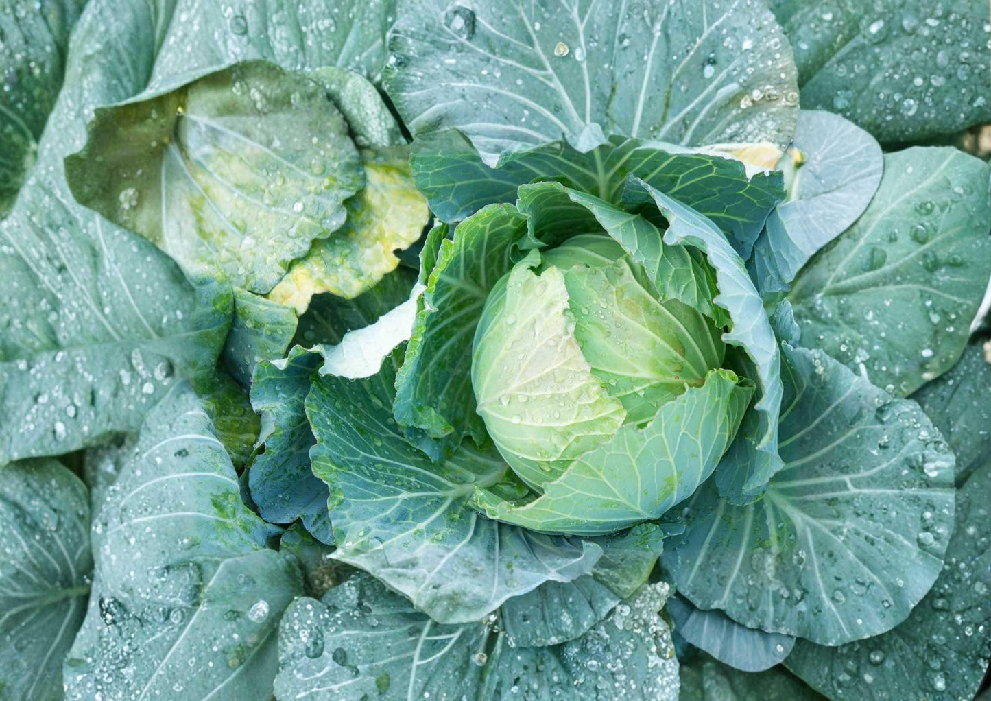 Danish Ballhead Cabbage Seeds - 500+ Heirloom Non-GMO Vegetable Seeds for Garden Planting - Cold Hardy Variety