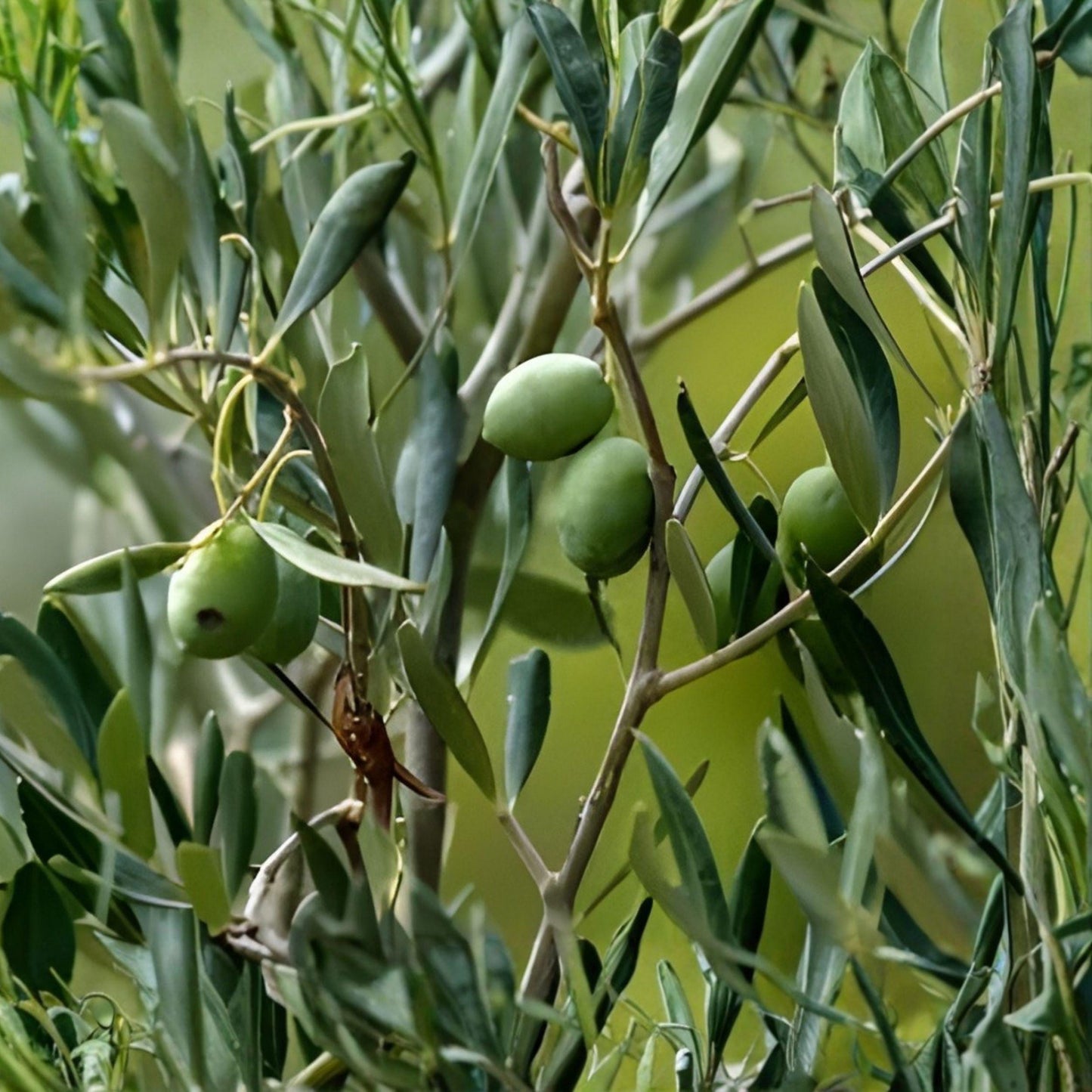 Arbequina Olive Tree Starter Plant 5-8 Inches, Rooted Live Plant for Patio or Garden, Olea europaea