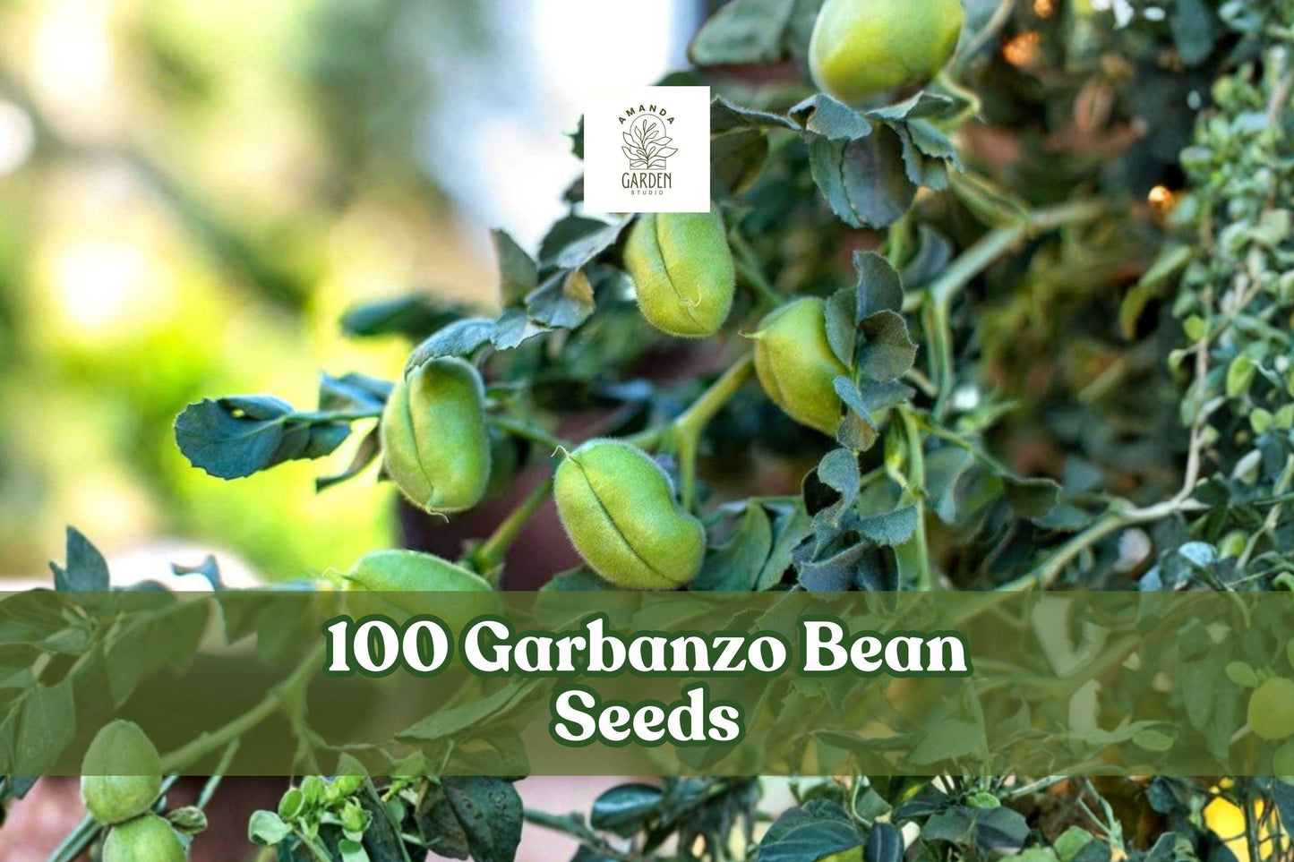 100 Garbanzo Bean Seeds, Chickpea, Edible Garden Plant, Cicer arietinum, Easy Grow, Outdoor Vegetable Crop