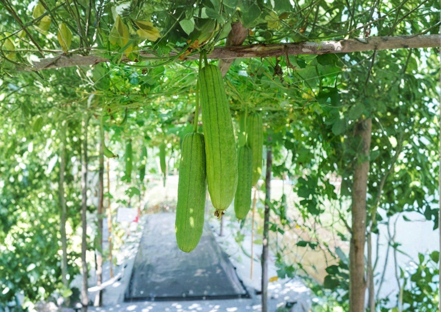 Luffa Gourd Seeds - 12 Rare Heirloom Vegetable Seeds for Garden - Fast Growing Climbing Vine - Natural Sponge Plant
