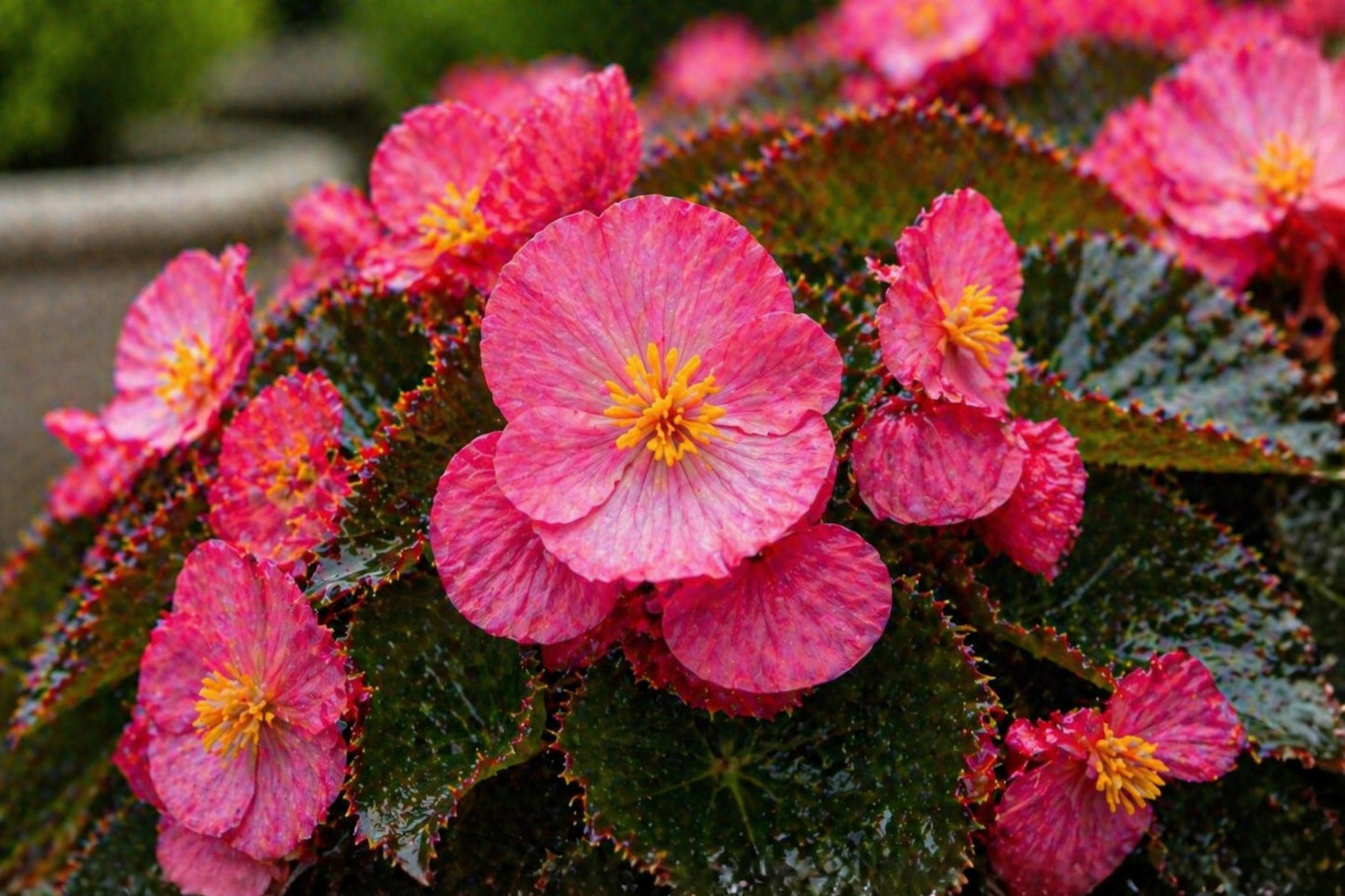 Rose Red Begonia Seeds - 10 Pelleted Seeds, Cocktail Series, Reliable Flowering Plant, Begonia x tuberhybrida