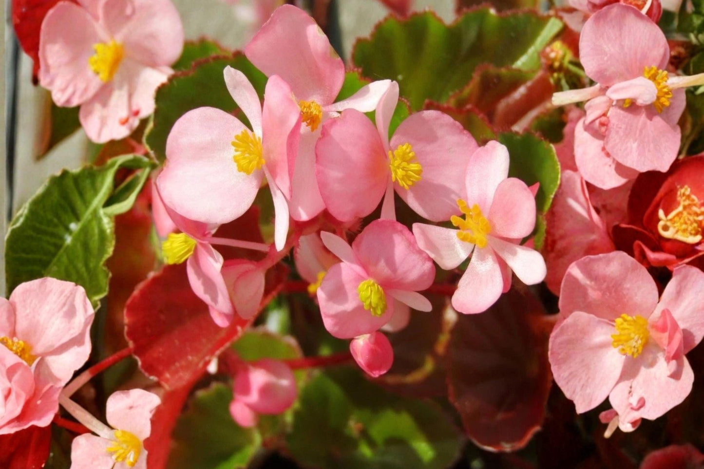 Light Pink Begonia Seeds (10 Pelleted) - Brandy Cocktail Series - Continuous Flowering, Shade Tolerant - Begonia x tuberhybrida