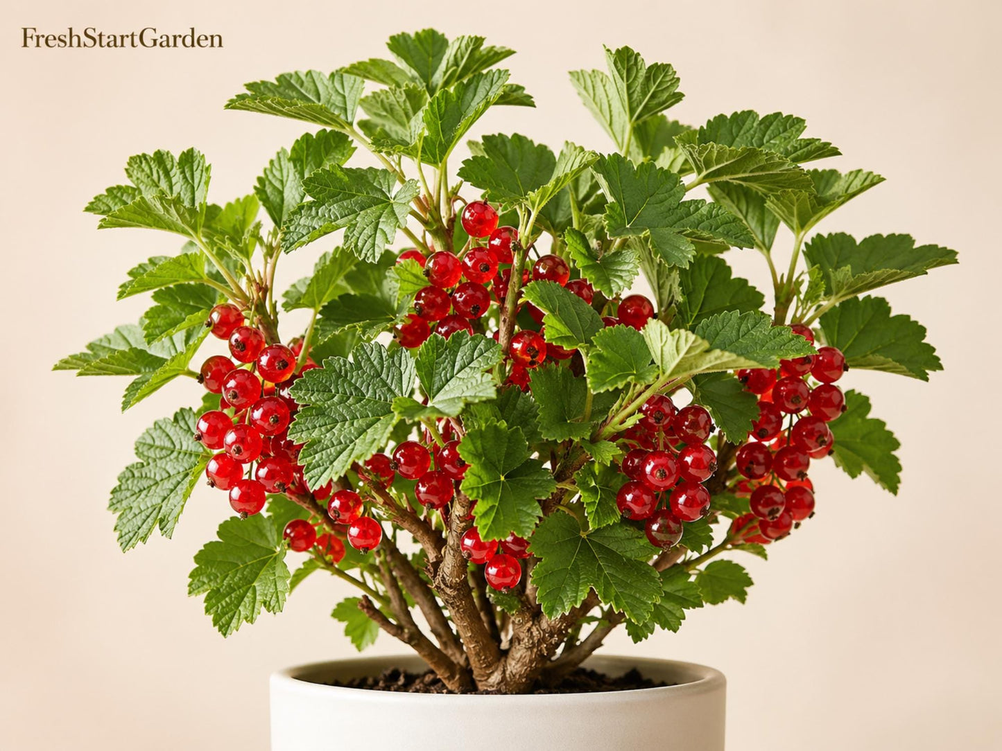 Red Currant Plant - 6-12" Bare Root Edible Berry Shrub - Ribes rubrum - Tangy Red Berries for Home Gardens and Landscaping