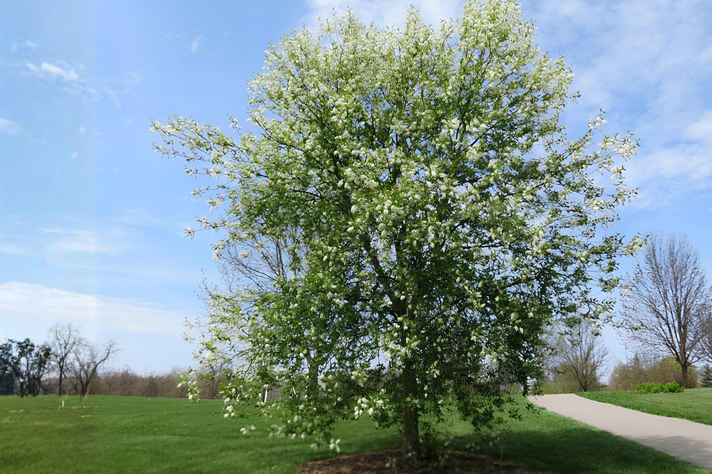 Black Chokecherry Seeds (10) | Prunus virginiana | Hardy Native Fruit | Edible Berries | White Flowers | Wildlife Support